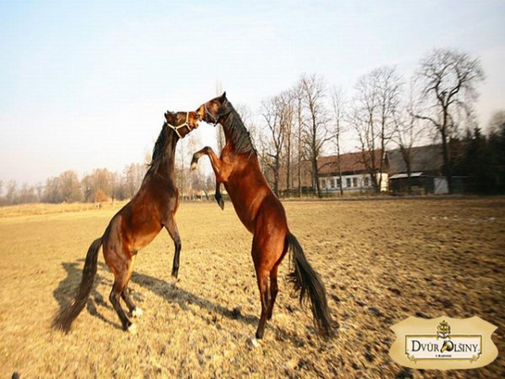 Dvur Olsiny -Hotel And Horse-Riding Карвина Экстерьер фото